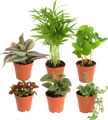 plants